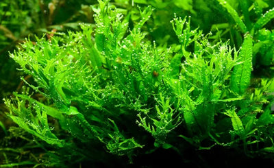 TROPICA Microsorum pteropus 'Windeløv'