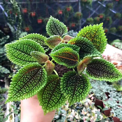 Moon Valley Pilea Plant (Terrarium)