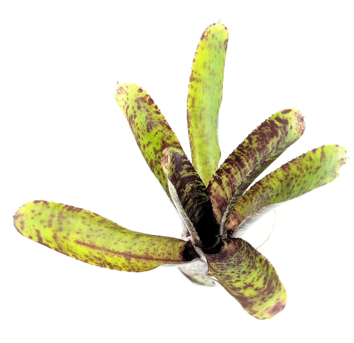 Neoregelia Tabby Plant (Terrarium)