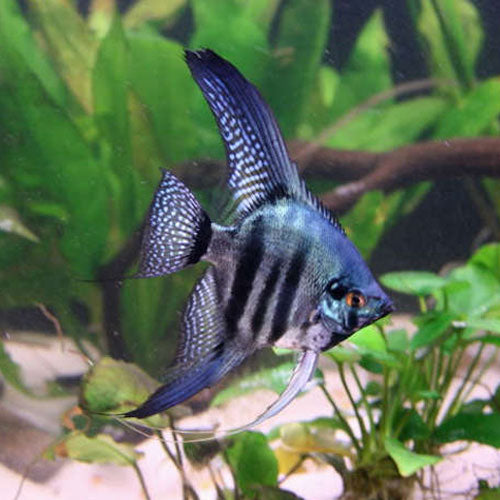 ANGEL FISH MIX