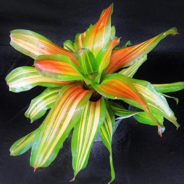 Neoregelia Orange crush Plant (Terrarium)