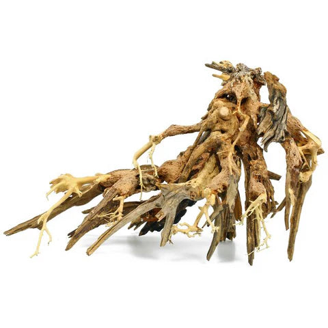 Octopus Drift Wood