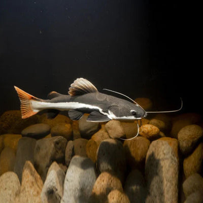 Redtail catfish