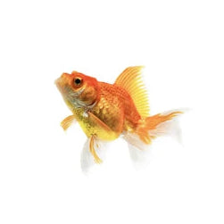 Gold Fish 4PCS Combo Deal (3Cm)