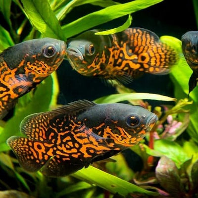 تايجر اوسكار