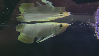 BANJER RED AROWANA 18cm