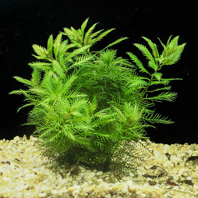 Proserpinaca palustris pot plant (mermaid weed)