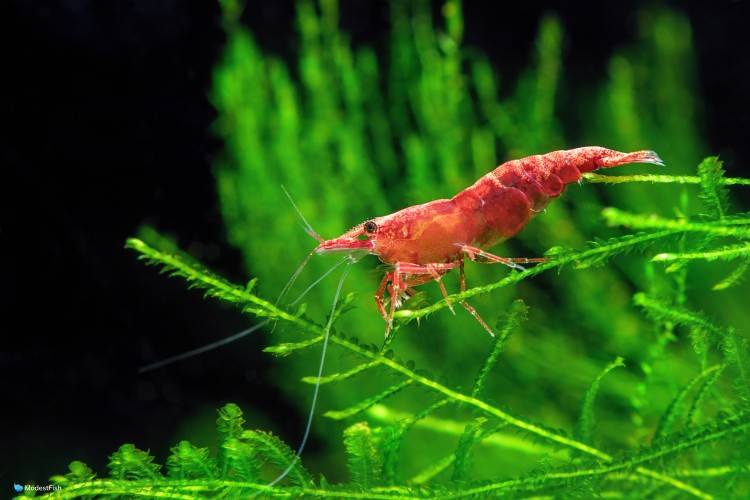 CHERRY RED SHRIMPS