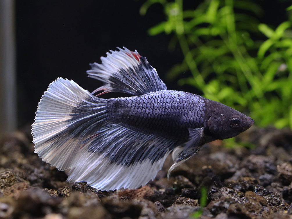 Halfmoon Betta Mix Color