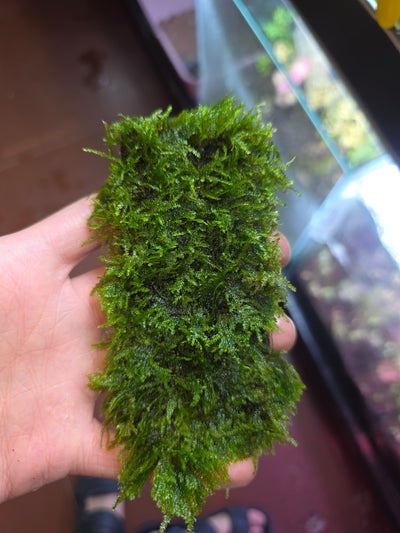Christmas Moss on Wood