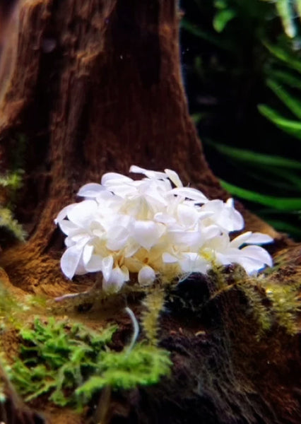 Growow Bucephalandra Sp 'White'