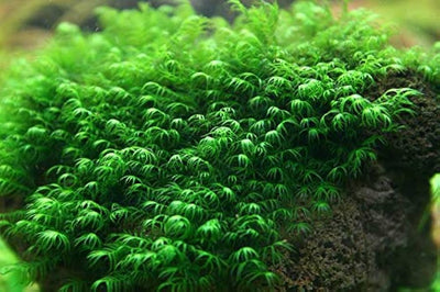 Fissidens Fontanus Moss in Cup