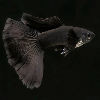 Special Big Tail Guppy Male
