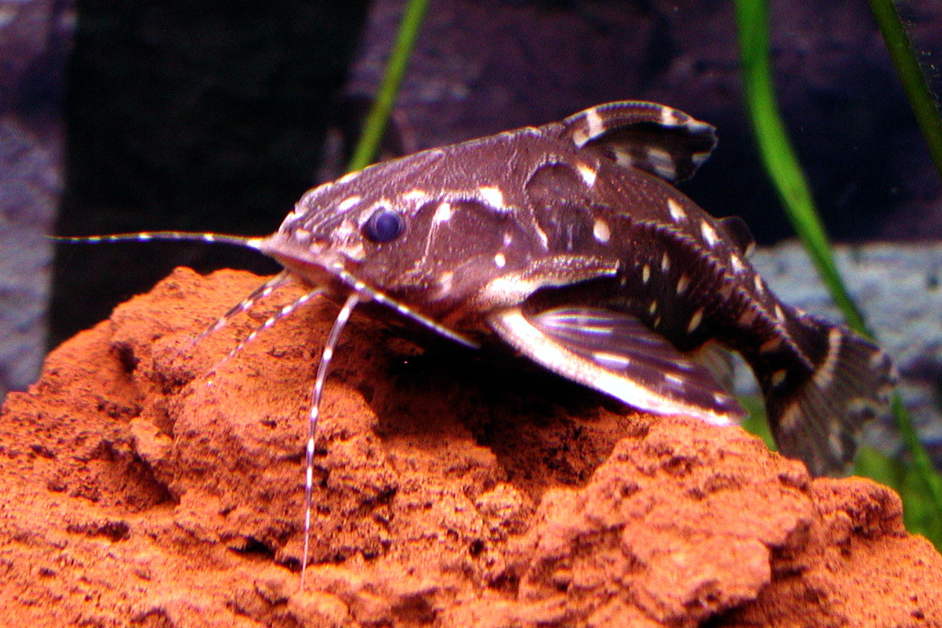 Spotted Raphael Catfish (Agamyxis pectinifrons)
