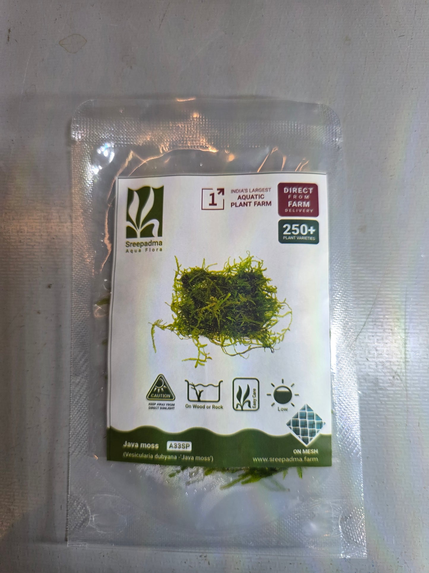 Growow Vesicularia dubyana -‘Java moss’