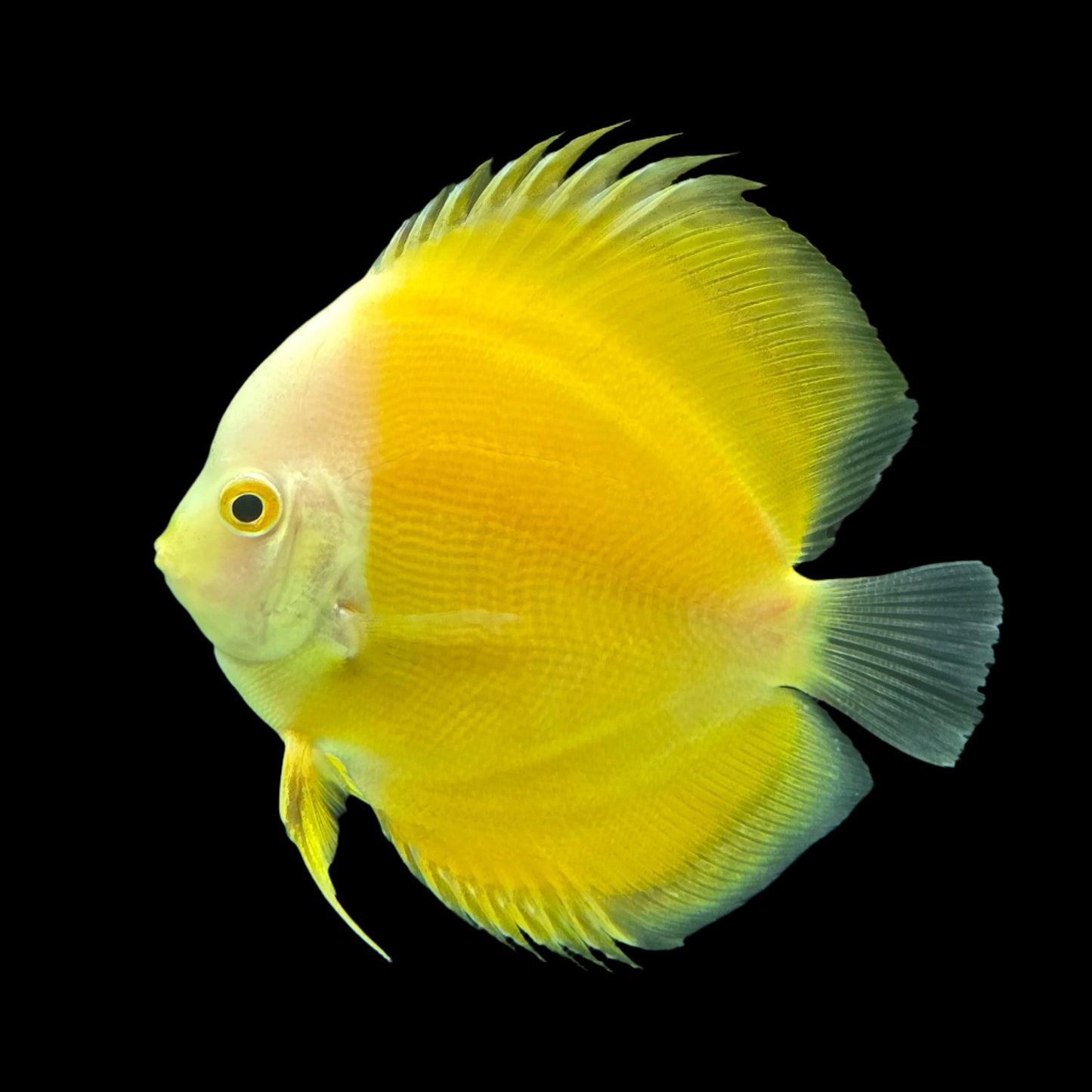 Discus Fish Mix 14cm