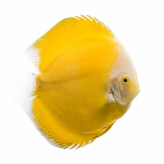 Yellow Melon Discus Fish