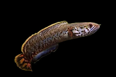 Rainbow Snake Head 10cm