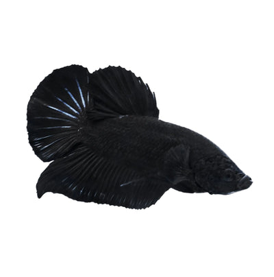 Black Roud Tail Betta