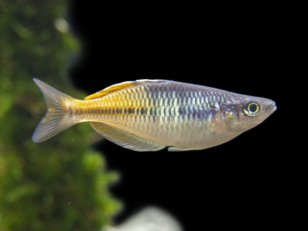 Rainbow Bosmani 4cm