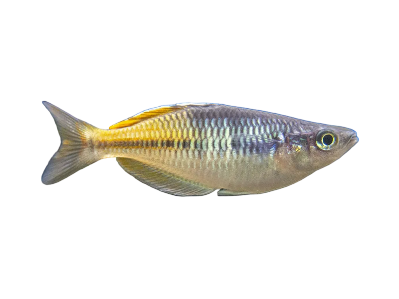 Rainbow Bosmani 3cm