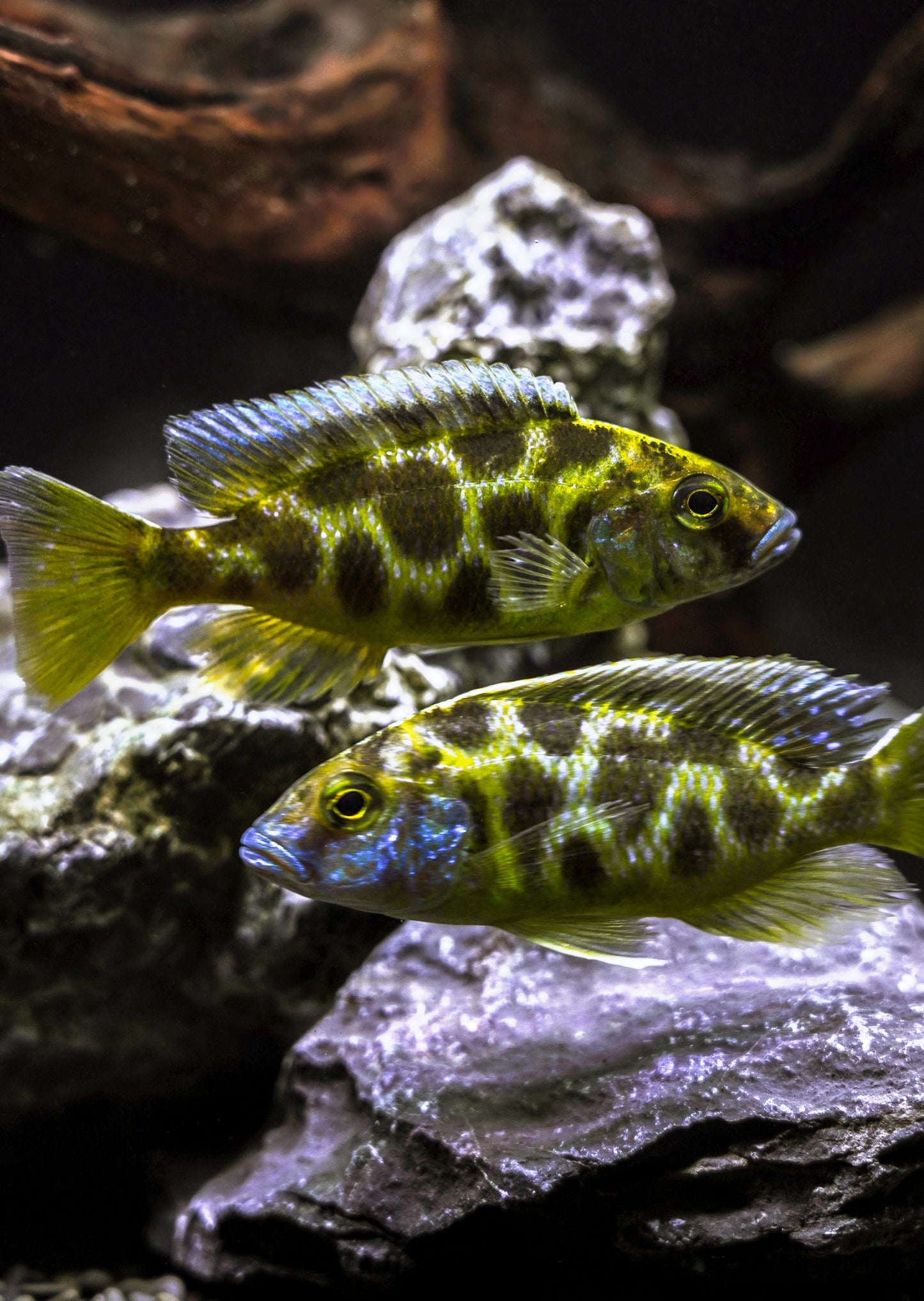 Giraffe Cichlid XL Size