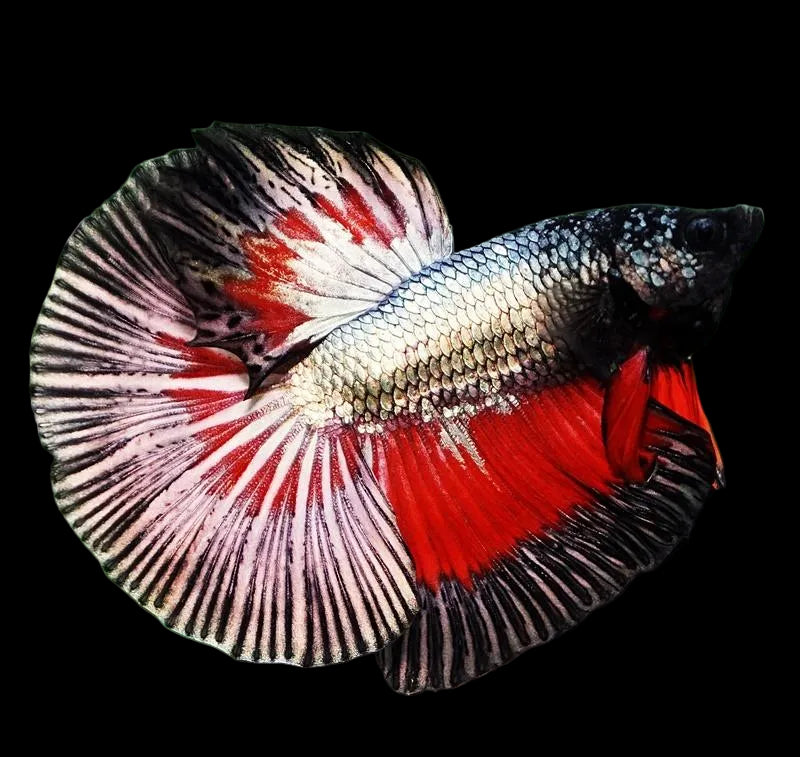 Copper Butterfly Betta
