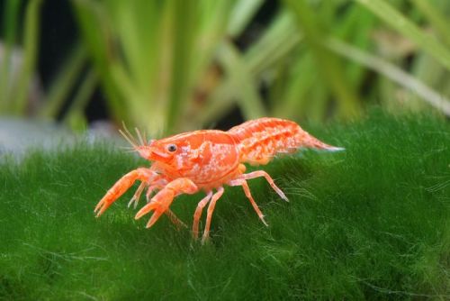 Orange Dwarf Crayfish