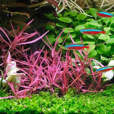 Growow Hygrophila Lancea Araguaia Sp Chai