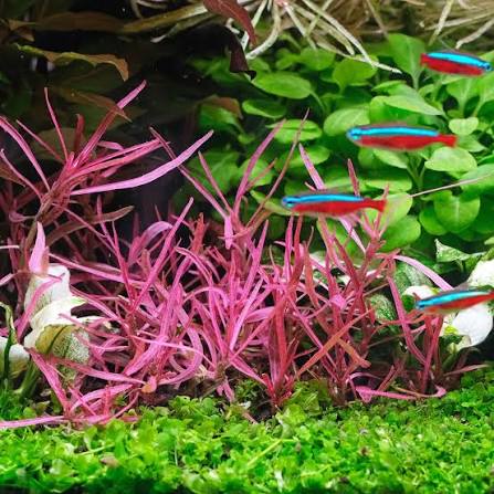 Growow Hygrophila Lancea Araguaia Sp Chai