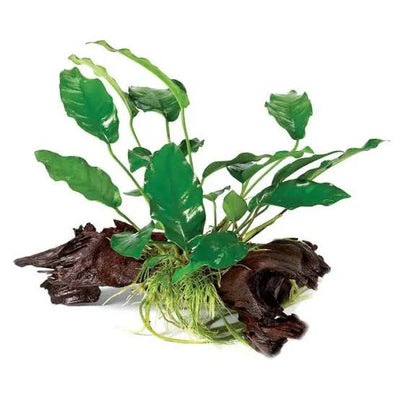 Anubias Barteria on Wood