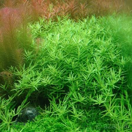 Growow Rotala rotundifolia Green