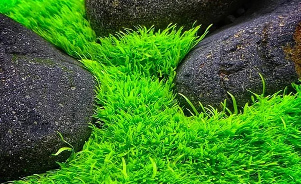 Growow Utricularia Graminifolia