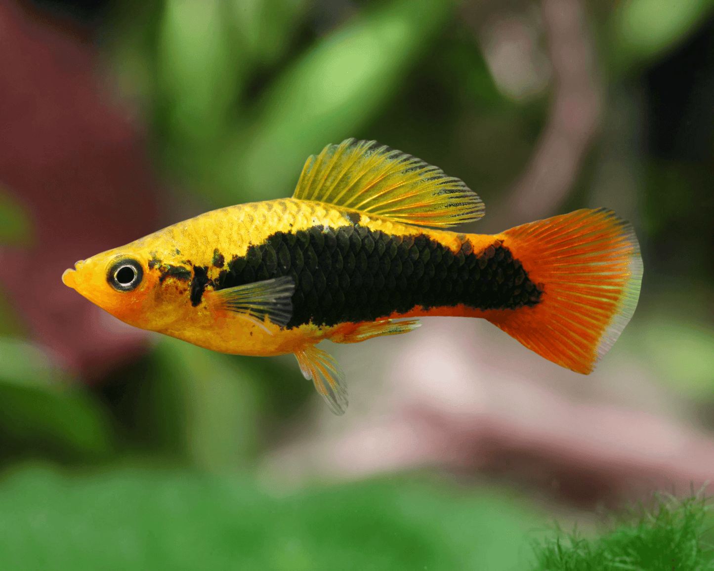 بلاتي فيش ميكس