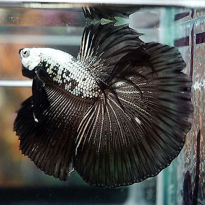 Black Dragon Betta