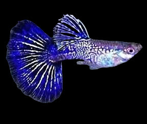 Violet Cobra Special Guppy Pair