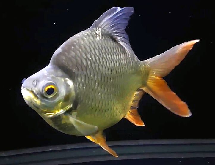 TINFOIL BARB FISH