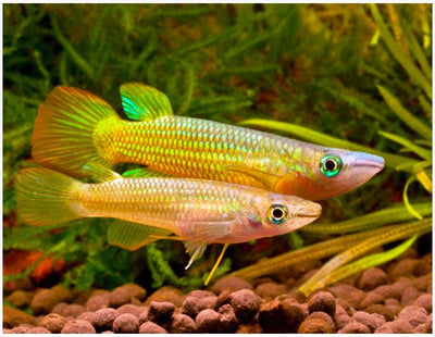 Yellow Panchax