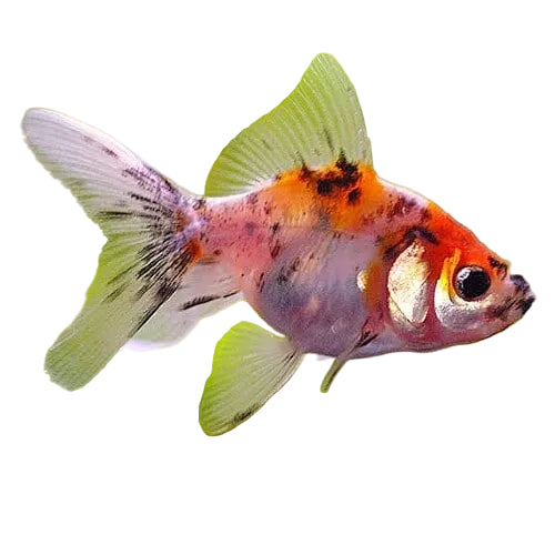 Calico Goldfish