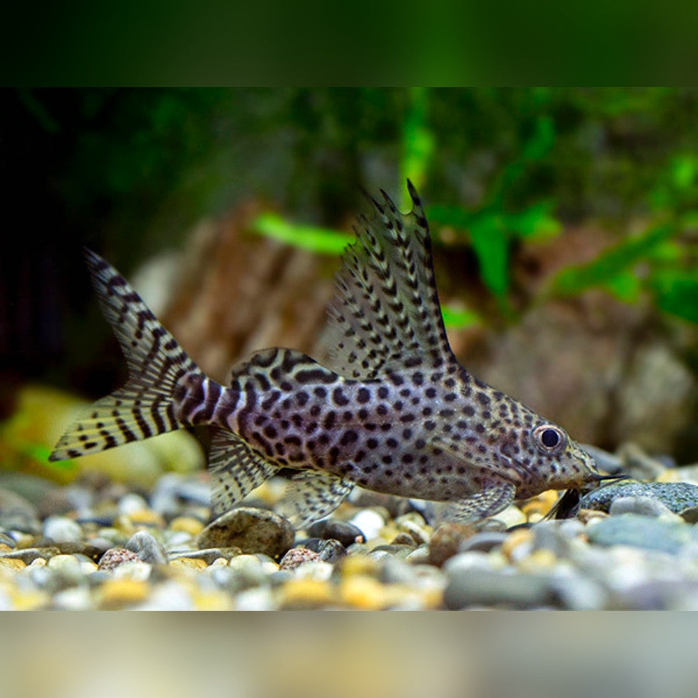 Featherfin Squeaker Catfish
