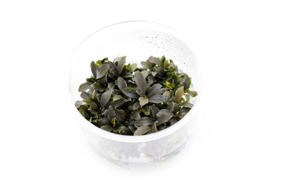 Bucephalandra in Cup