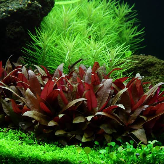 Growow Alternanthera reineckii 'Mini'