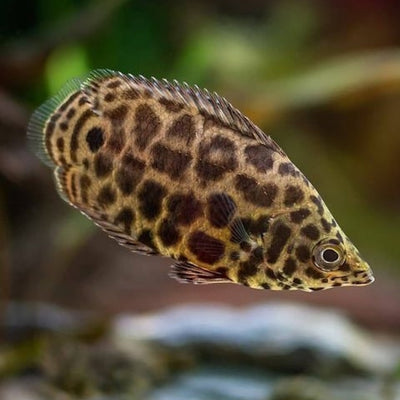 Leopard Bush Fish