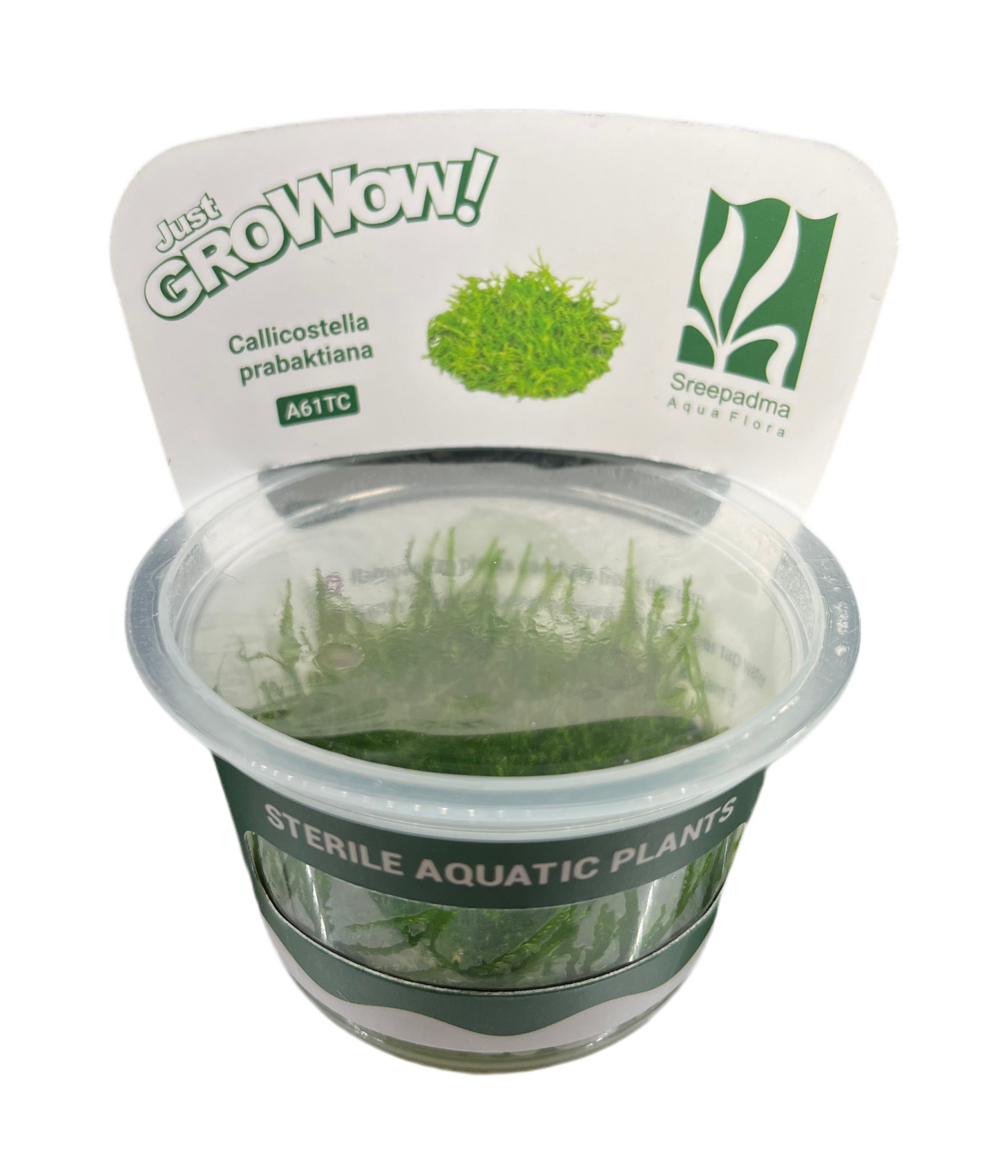 Grow Callicostella prabaktiana