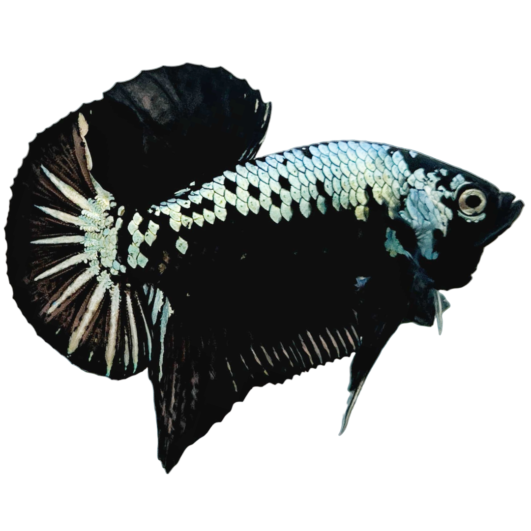 Black Samurai plakat Betta