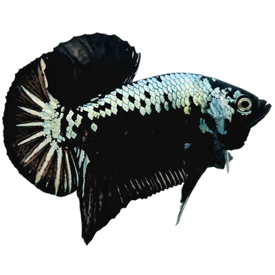 Black Samurai plakat Betta