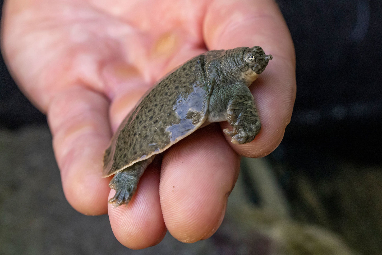 SoftShell Turtle