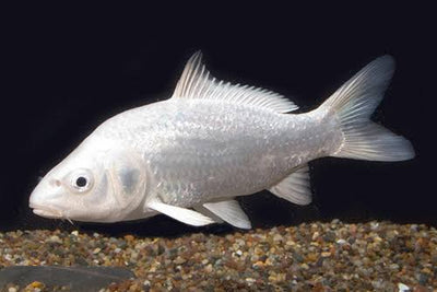 Platinum koi
