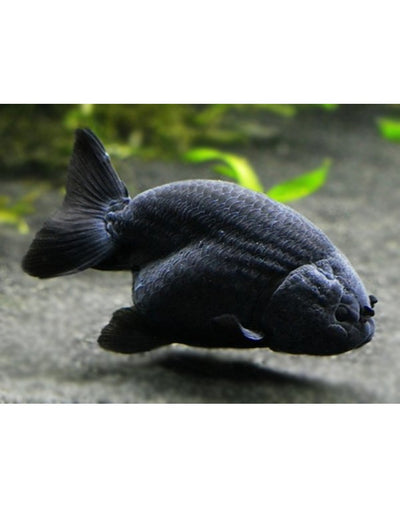 Black Ranchu