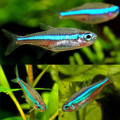 Green Neon Tetra